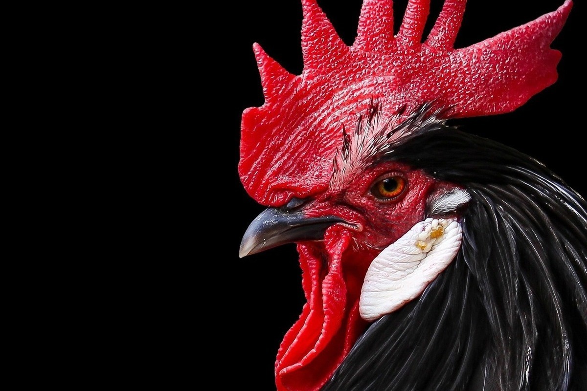 Smolensk residents were told what the weather will be like on chicken day