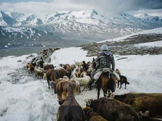 Более 400 яков вернули Кыргызстану из Таджикистана