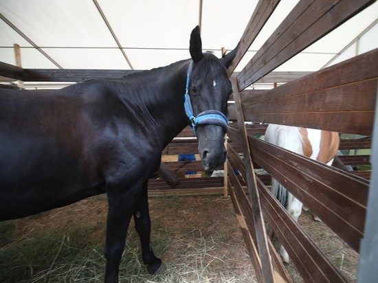 В Волгоградской области спасли от гибели замерзающую лошадь