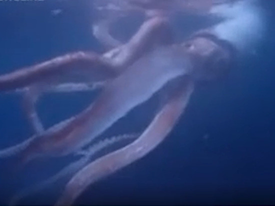 Японцам удалось снять на видео гигантского кальмара
