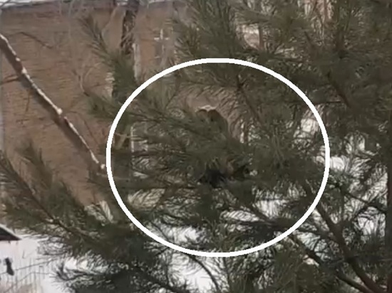 В центре Ярославля сова сожрала городскую ворону