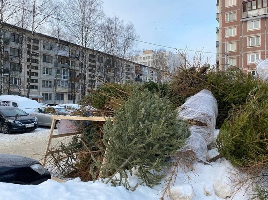 Северянам напомнили о правилах утилизации новогодней ели