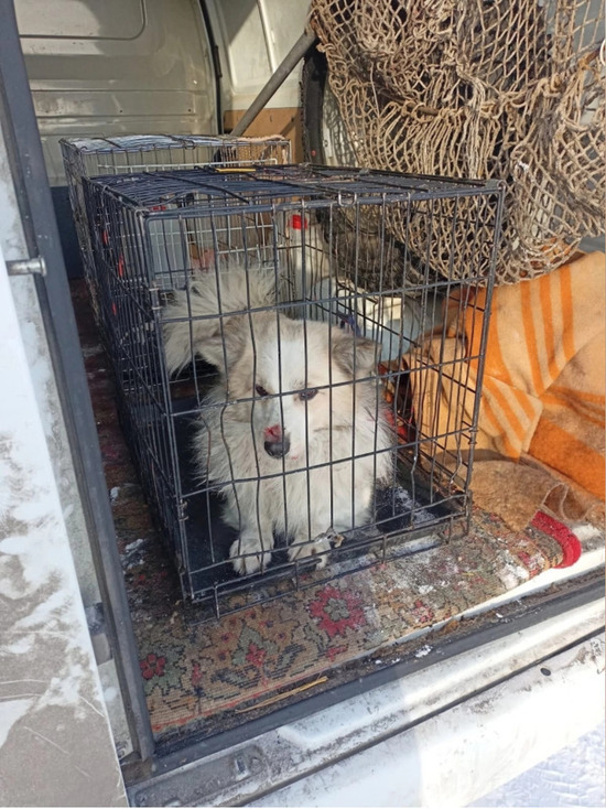 Нос в крови: кузбассовцы пришли в ужас от жестокого отлова бездомных животных