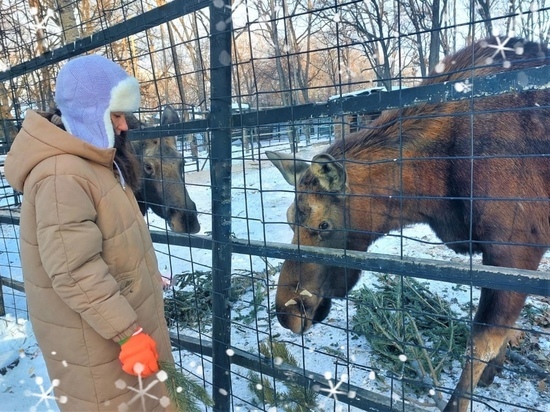 В Хабаровском зоосаде отметили день лосей