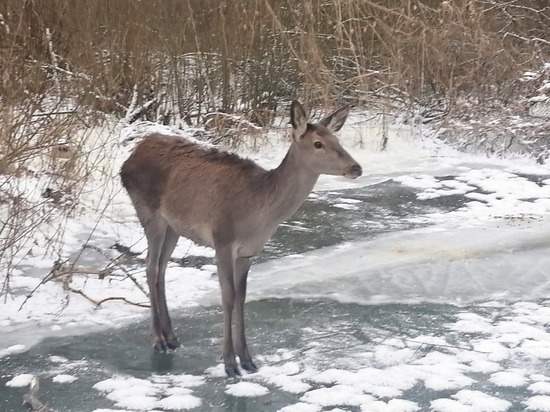 В Белгородской области спасли самку оленя, пролежавшую день на льду