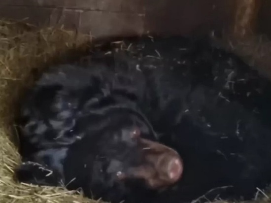 Милых детенышей гималайской медведицы показали в барнаульском зоопарке