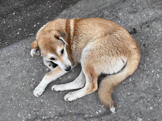 В одном из парков Пензенской области зарезали домашнюю собаку