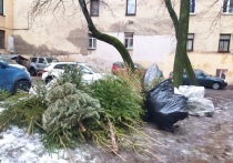 За день в Петербурге вывезли на утилизацию почти 300 елок, которые становятся никому не нужными после празднования Нового года. Об этом сообщили в группе «Елки, палки и щепа», сбор и переработка хвойных».