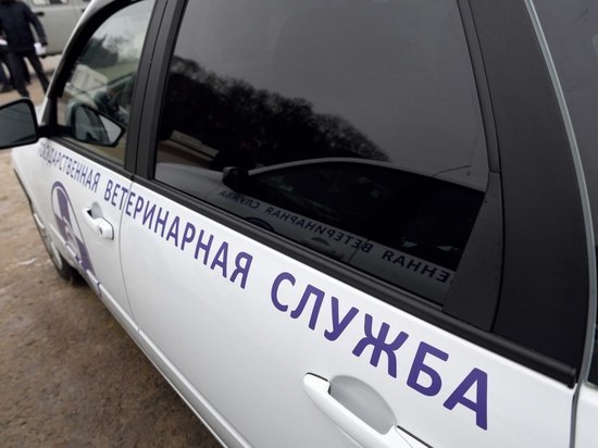 В Курской области в лесу нашли 8 трупов кабанов с АЧС
