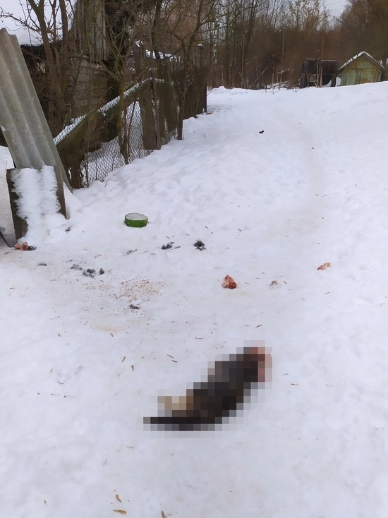 В Тверской области стая бродящих собак загрызла кошку и угрожает детям