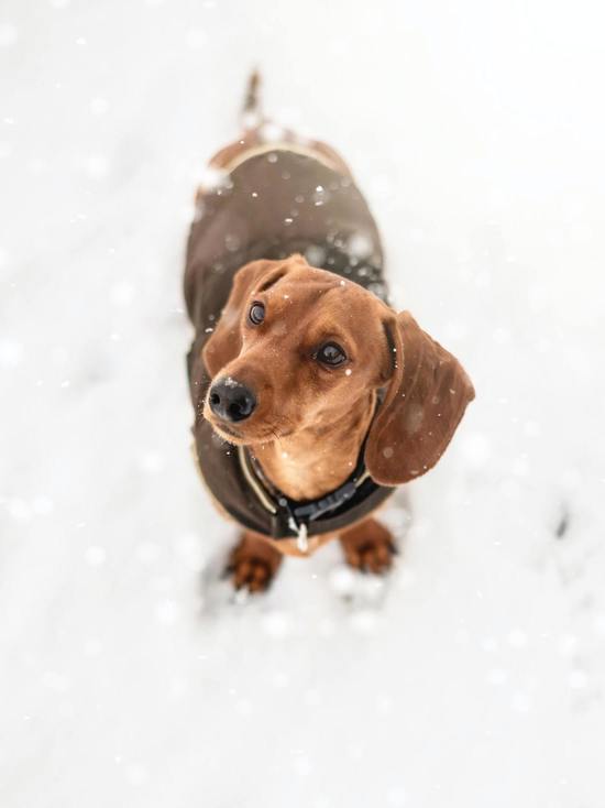 Собака замерзла на прогулке: советы ветеринара из Красноярска по профилактике обморожения