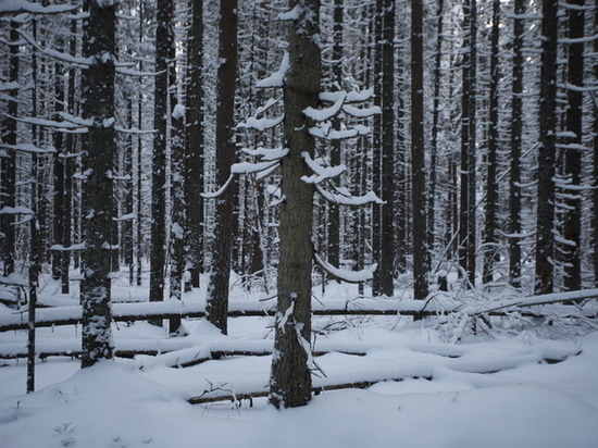 Житель Новгородской области предстанет перед судом за незаконную вырубку леса на 17 млн рублей
