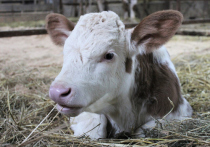 Клонированная корова Цветочек впервые в России родила телочку Декабристку
