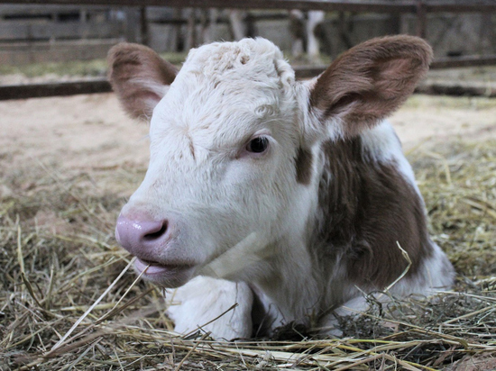 Клоны встраиваются в жизнь: в России родила корова из пробирки