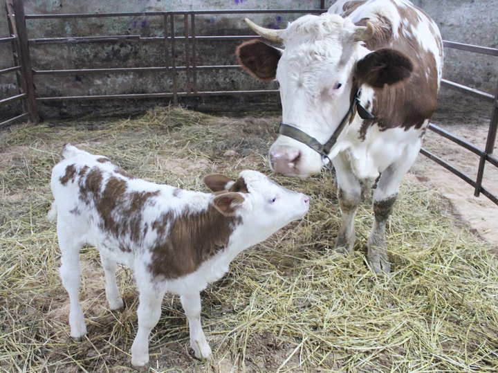 Клоны встраиваются в жизнь: в России родила корова из пробирки