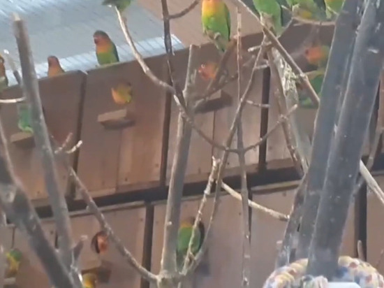 В Липецком зоопарке появились новые домики для попугайчиков-неразлучников