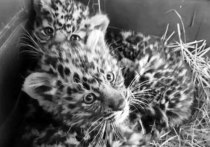 Котята дальневосточного леопарда, которых спасли инспекторы приморского нацпарка, умерли