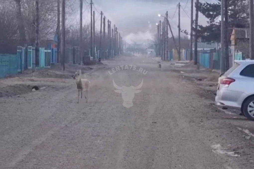 Купить Дом В Дульдурге Забайкальского Края