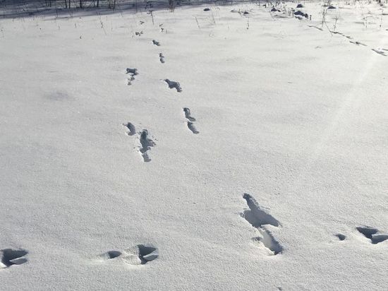 В Хакасии подсчитывают животных глядя на снег