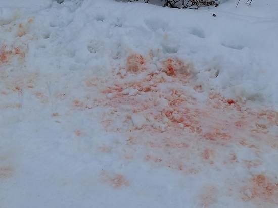 Кровавое месиво устроили волки в райцентре Пряжинского района Карелии