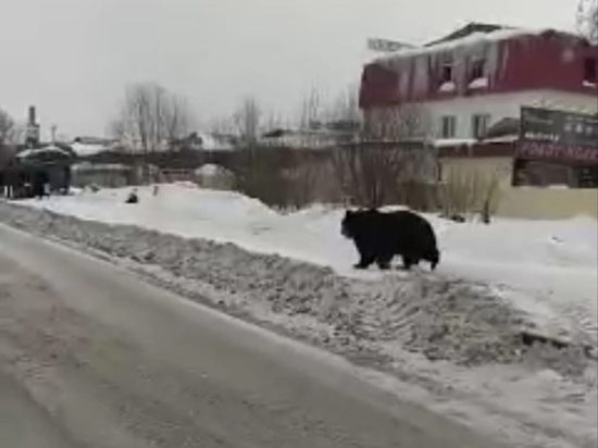 В Липецке опровергли информацию о бегающем в городе медведе