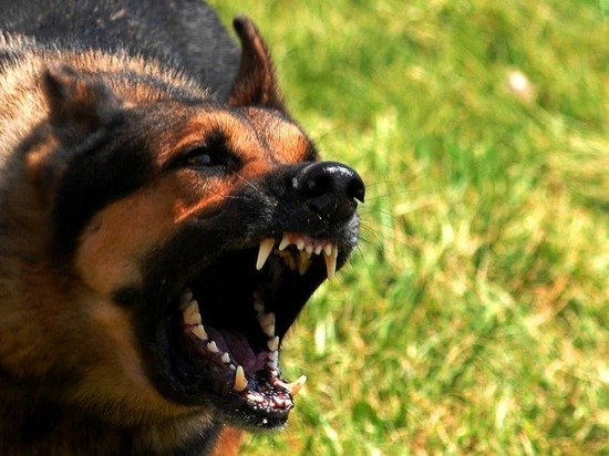 Небольшие собаки с плоскими мордами, могут чаще проявлять агрессию, чем крупные породы