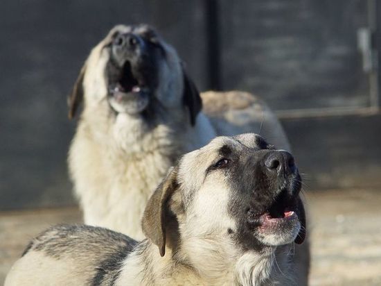 Стая собак терроризирует домашних животных в барнаульском садоводстве