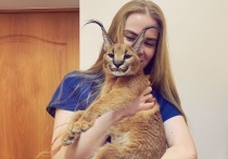 Московские ветеринары спасли каракала, который решил полакомиться резиновым тапком