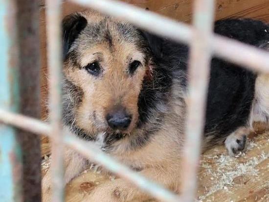 Собаку и десять щенков вызволили из заточения волонтеры в Подольске