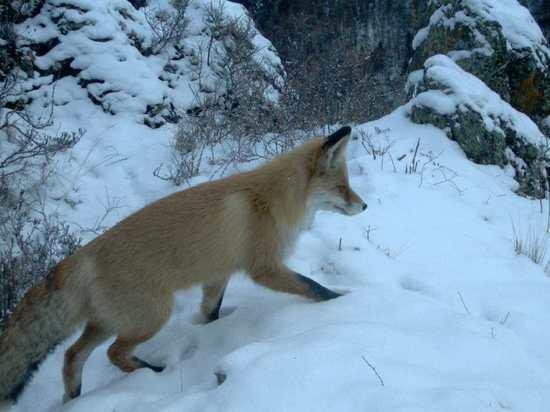 На юге Красноярского края по соседству с заповедным кордоном поселилась лисица