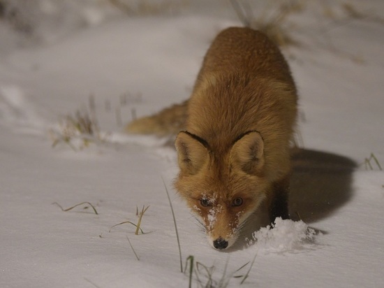 Бурмистров: на улицах Москвы все чаще встречаются лисы
