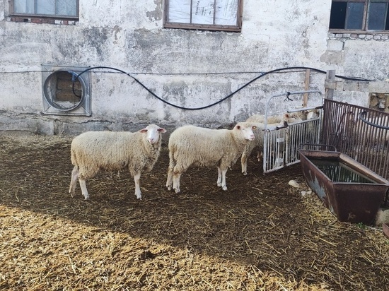 В Крыму ученые работают над созданием нового гибрида овец