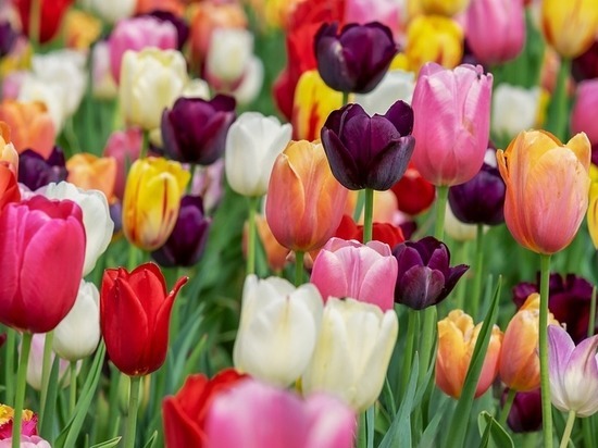 Красноярские озеленители подготовили 200 000 тюльпанов к 8 марта