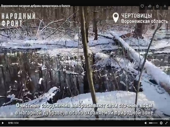 Под Воронежем Нагорную дубраву заливает сточными водами из коллектора за 338 миллионов рублей