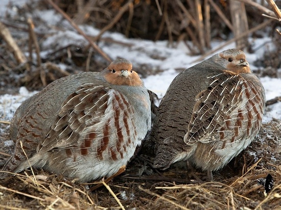 Ученые рассказали о зимующих в Калмыкии птицах