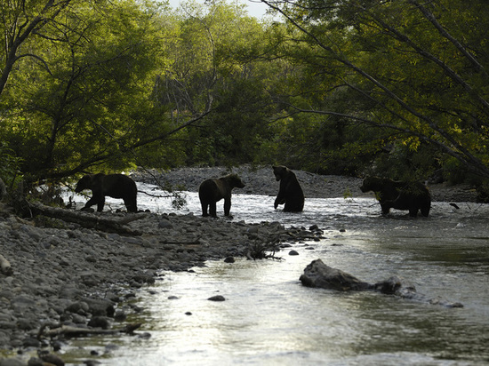 Камчатские ученые ищут причины смертности медведей