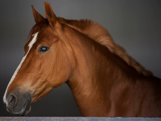 В Новосибирске за 500 тысяч рублей продают цирковую лошадь
