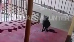 В детский сад в Якутске пришла лиса