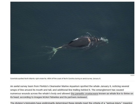 NOAA: четырехлетний кит, принадлежащий к одному из самых редких видов, «вероятно умрет» после попадания в сети