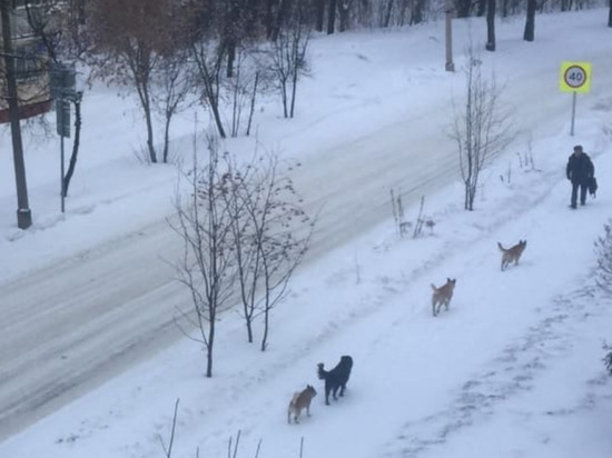 Стая агрессивных собак терроризирует Академгородок в Новосибирске