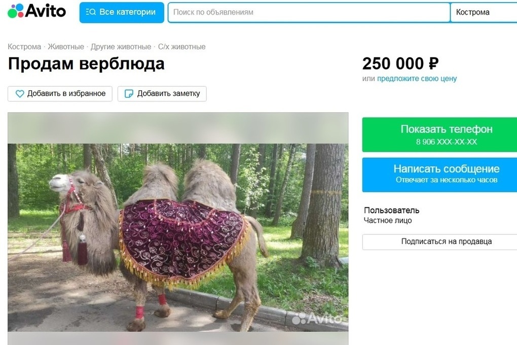 А слоны почем? Костромичам предлагают купить верблюдицу за 250 тысяч рублей