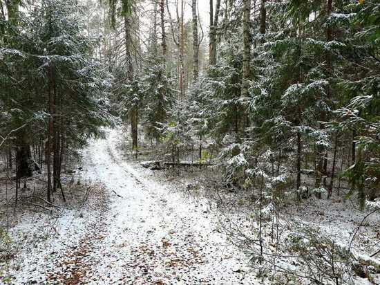 Чувашия на втором месте в России по качеству охраны леса