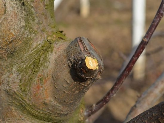 В Крыму из-за погоды на месяц раньше начали обрезку плодовых деревьев