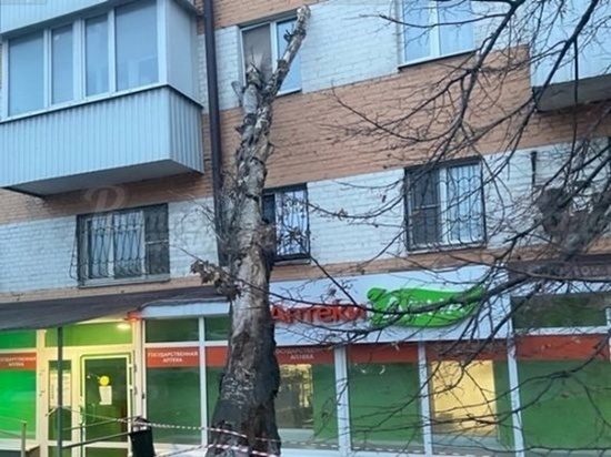 В Ростове тополь упал в окно к жильцам пятиэтажки