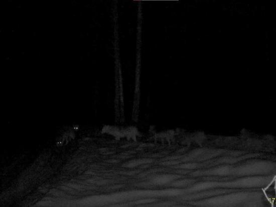 В рязанском Окском заповеднике фотоловушка засняла стаю из 11 волков