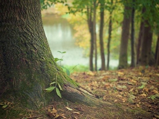 В 2022 году в белгородских лесах не зафиксировано пожаров