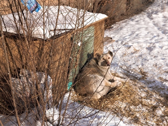  В столице Тувы во дворах многоквартирников появились будки для собак