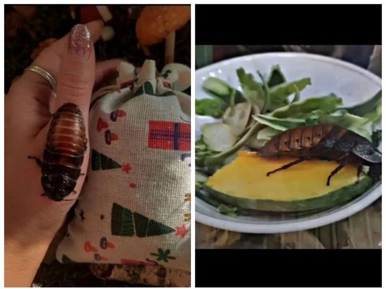 В Новосибирске за 1 млн продают таракана Артёмку из 90-х