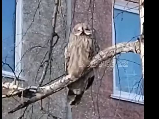 Барнаульцы заметили редкую сову в одном из дворов города
