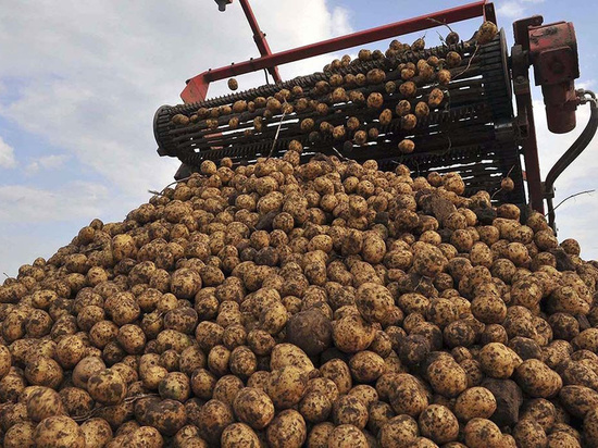 На поддержку липецких производителей картофеля в этом году направят почти 300 млн рублей